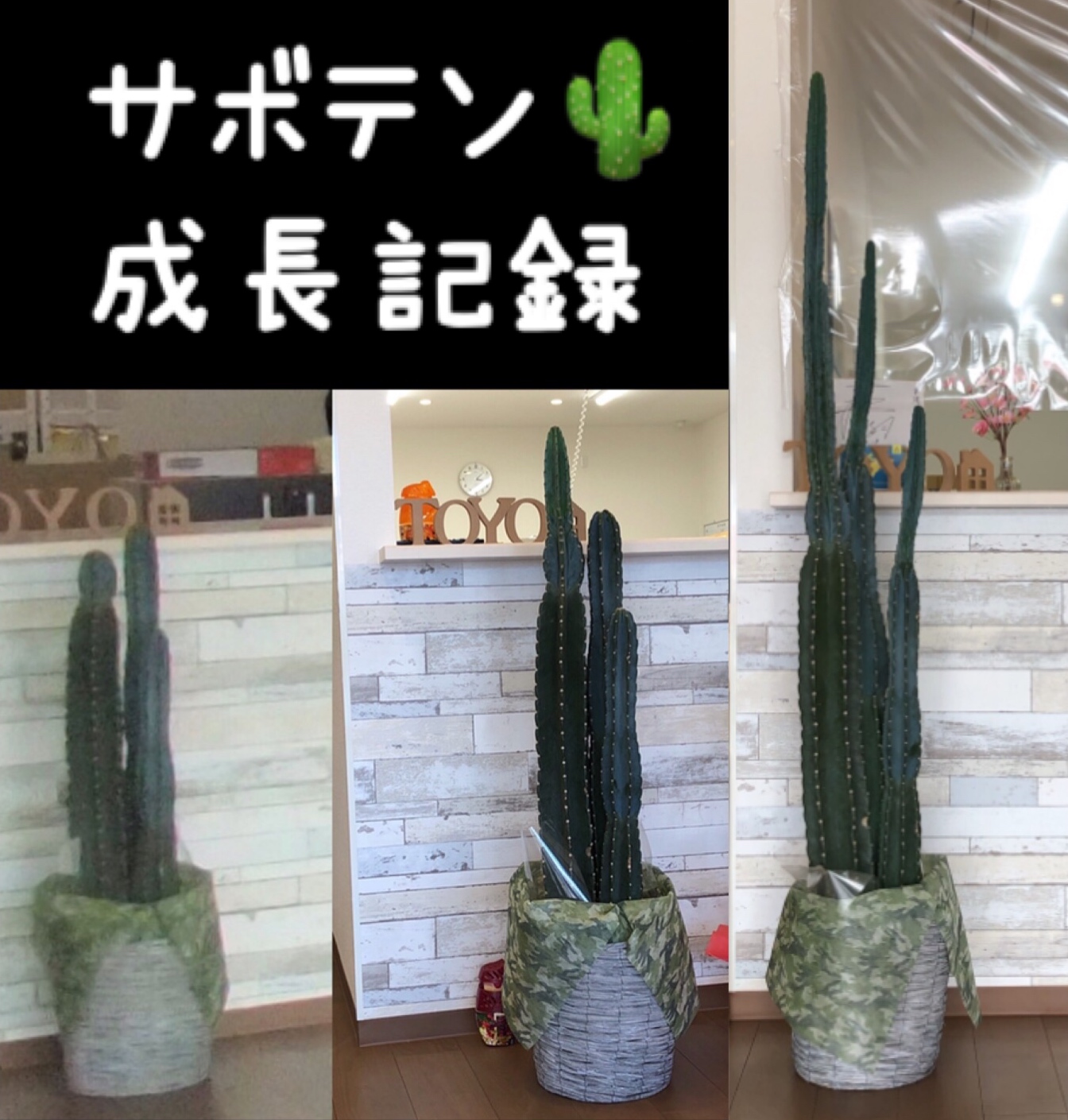 緑色の、、、